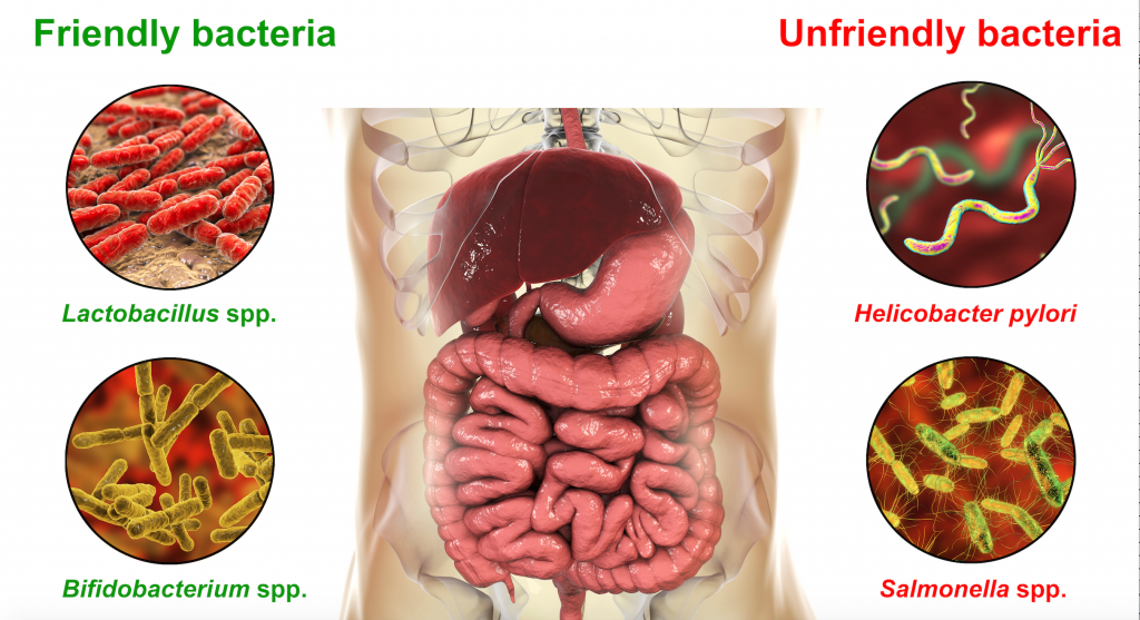 Bacterial overgrowth in Heartburn & GERD