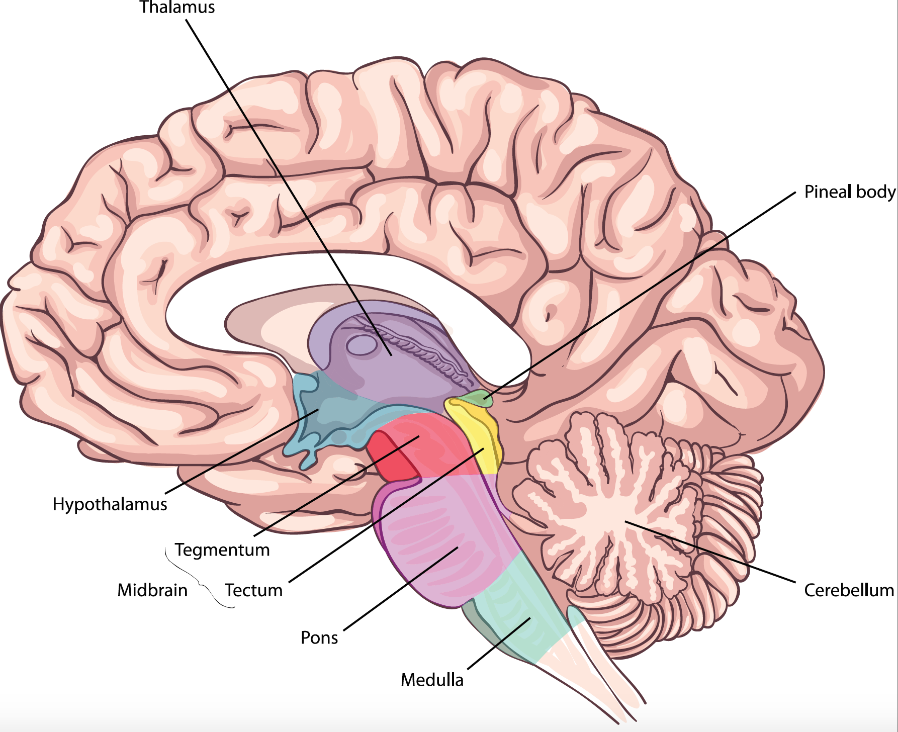 60 мозгов. ПРОЛАКТИНОВЫЙ мозг. Brainstem structures. Brain Stem structure Tectum. Мозг правый суперо Медиал.